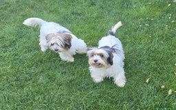 Biewer Terrier dogs for sale: BIEWER TERRIER - 2 BOYS - Image 10