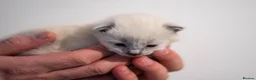 Ragdoll cats for sale: Adorable, Purebred GCCF Registered Ragdoll Kittens in London - Advert 30