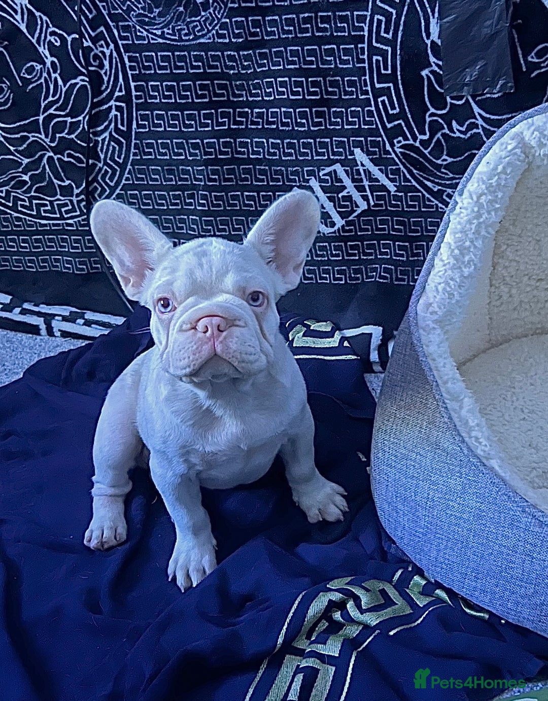 French Bulldog dogs for sale: KC reg 4 panel health test + DNA Male Frenchie Pup - Advert 15