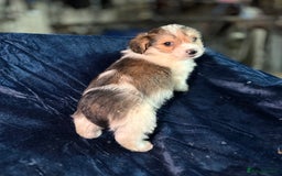 Mixed Breed dogs for sale: 3/4 spaniels 1/4 jack Russel puppy’s 🩷 - Image 23