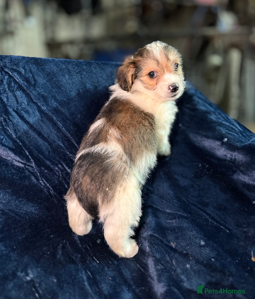 Mixed Breed dogs for sale: 3/4 spaniels 1/4 jack Russel puppy’s 🩷 - Image 23