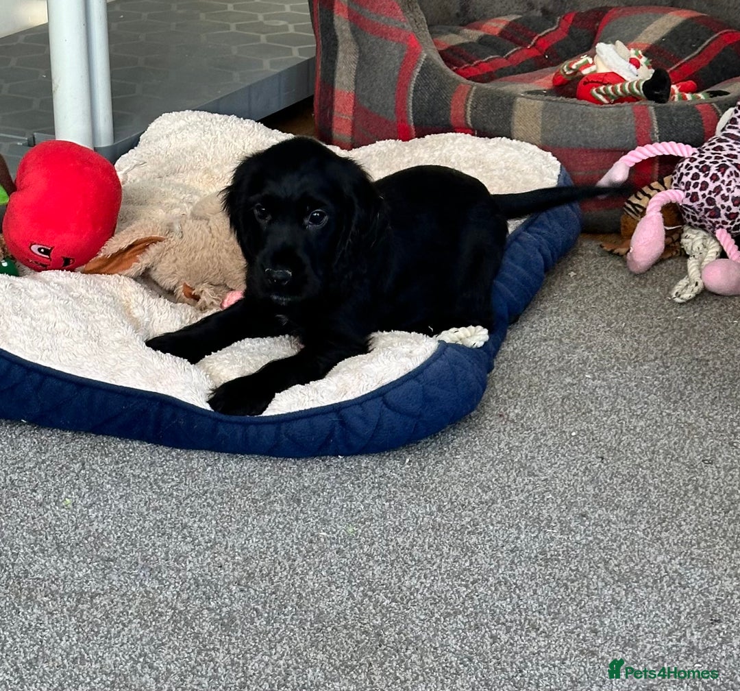 Cocker Spaniel dogs for sale: Beautiful show type boys only - Advert 12