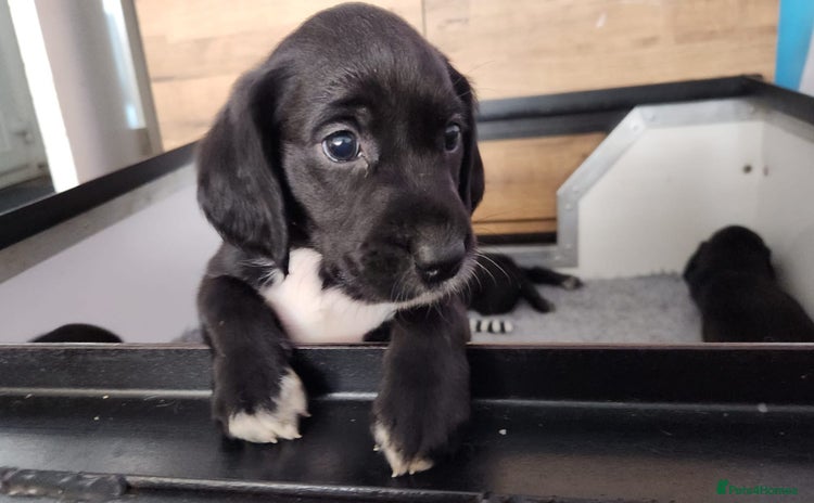 Cockerdor dogs - Advert 2