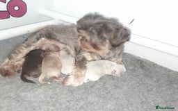 Shih Tzu dogs for sale: ✨️Exceptional Imperial Litter✨️ - Image 3