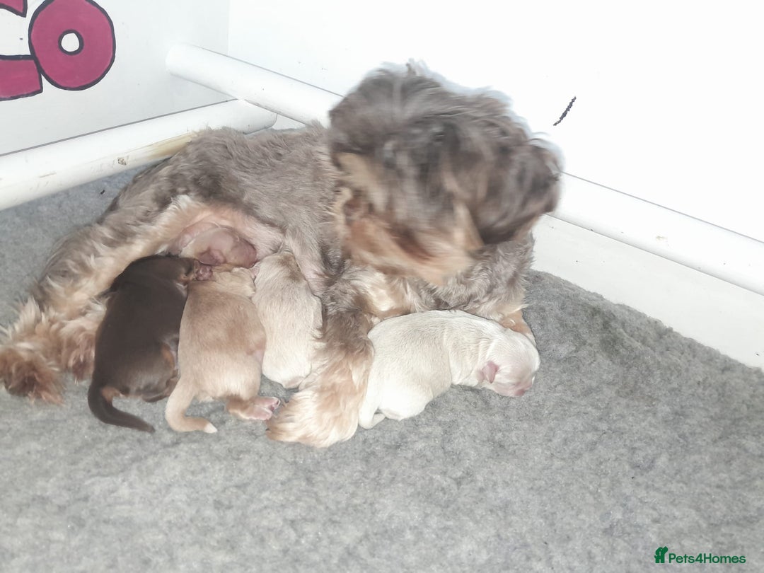 Shih Tzu dogs for sale: ✨️Exceptional Imperial Litter✨️ - Image 3