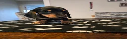 Dachshund dogs for sale: Beautiful short hair dachshund puppies in Bournemouth - Advert 34