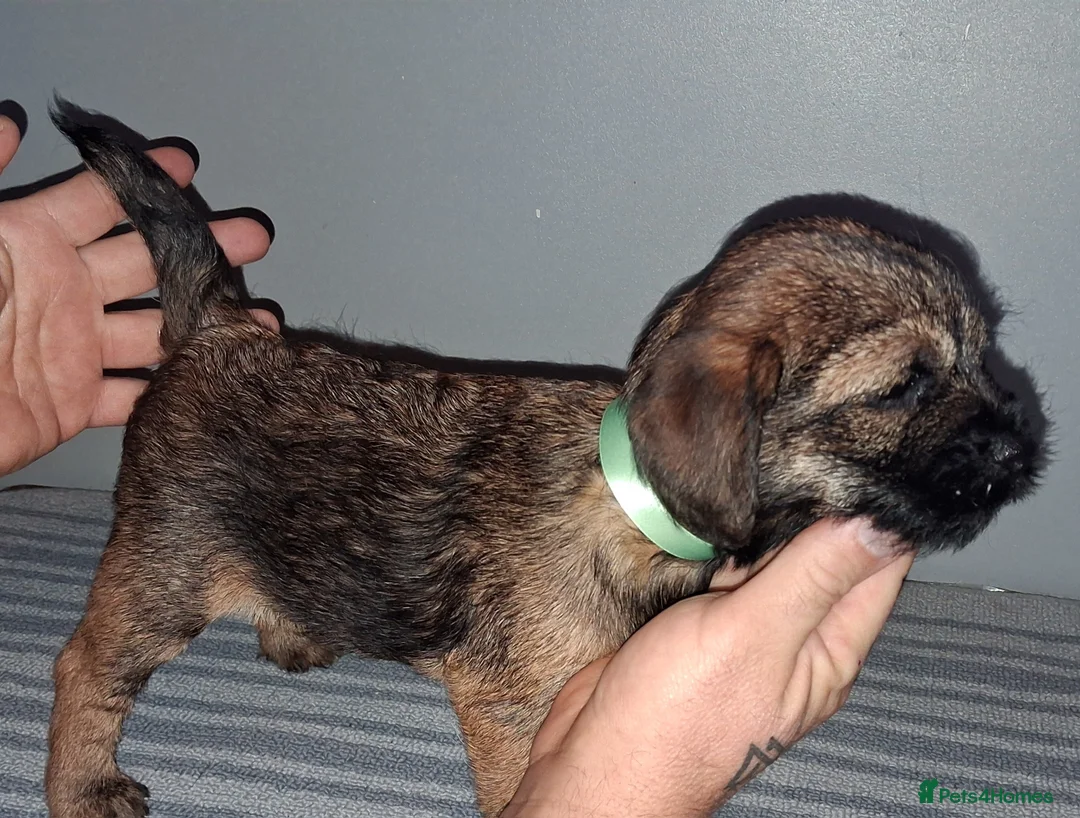 Border Terrier dogs for sale: Kc Reg Border Terrier Puppies  - Advert 12