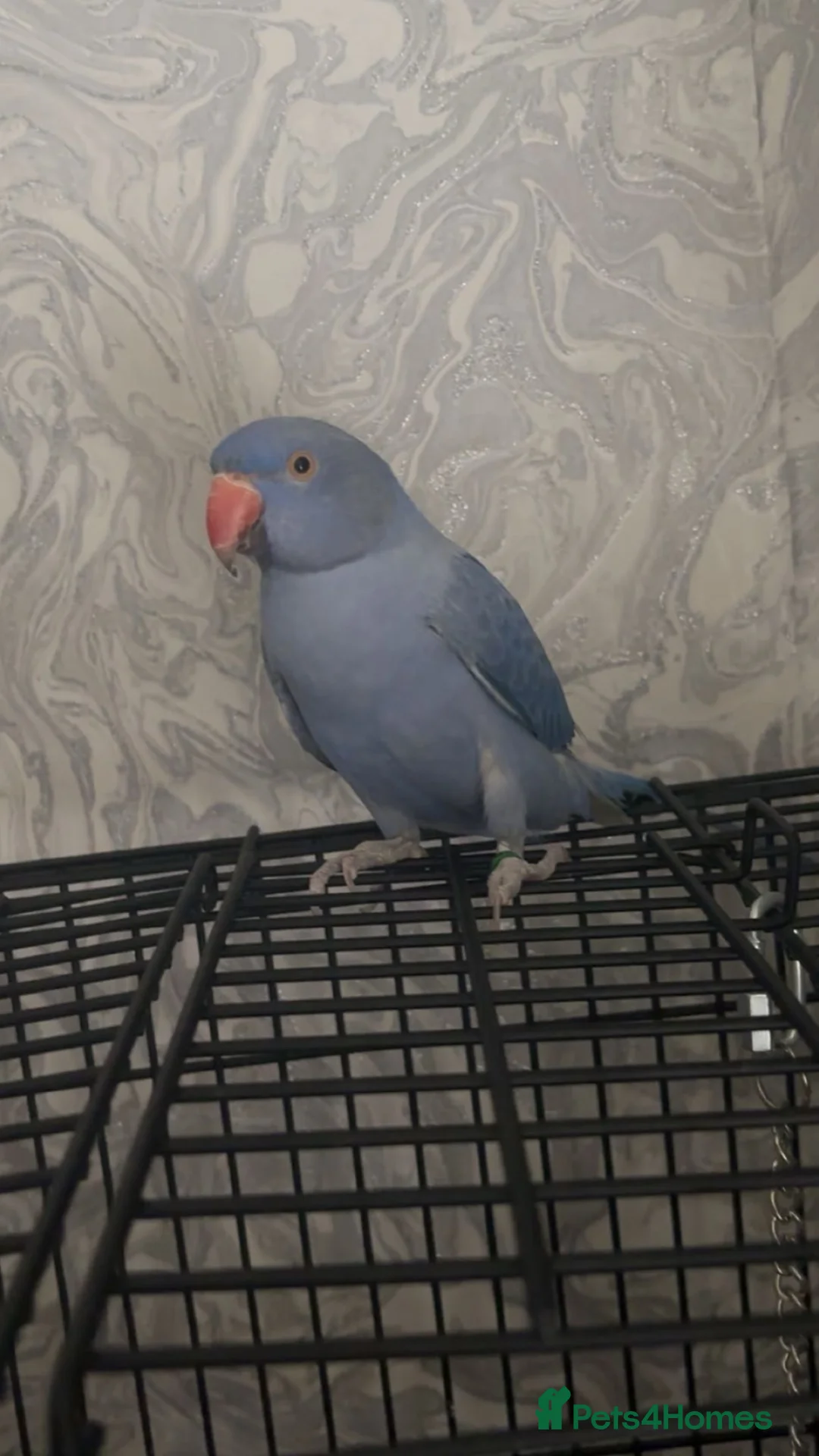 Parrots birds for sale: Violet Indian Ring Neck in Birmingham - Advert 1