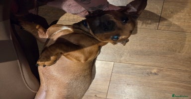 Mixed Breed dogs - Advert 4