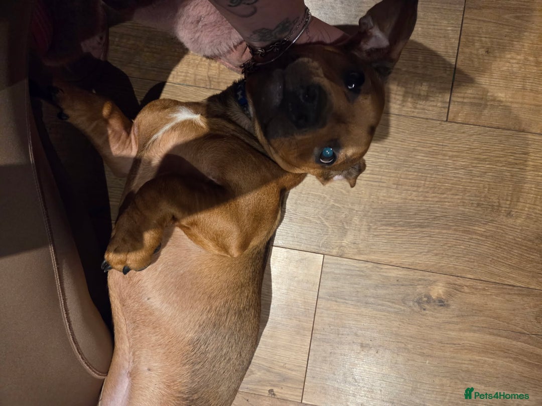 Mixed Breed dogs for sale: Charlie  - Image 2