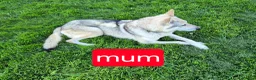 Golden Shepherd dogs for sale: Golden retriever/ german shepherd  puppies - Advert 19