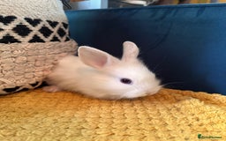 Lionhead rabbits for sale: Lionhead Babies for Sale  - Image 10