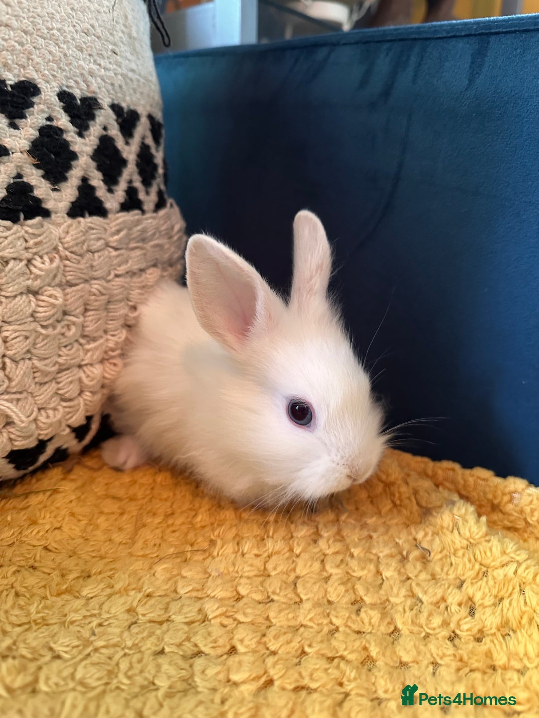 Lionhead rabbits for sale: Lionhead Babies for Sale  - Image 10