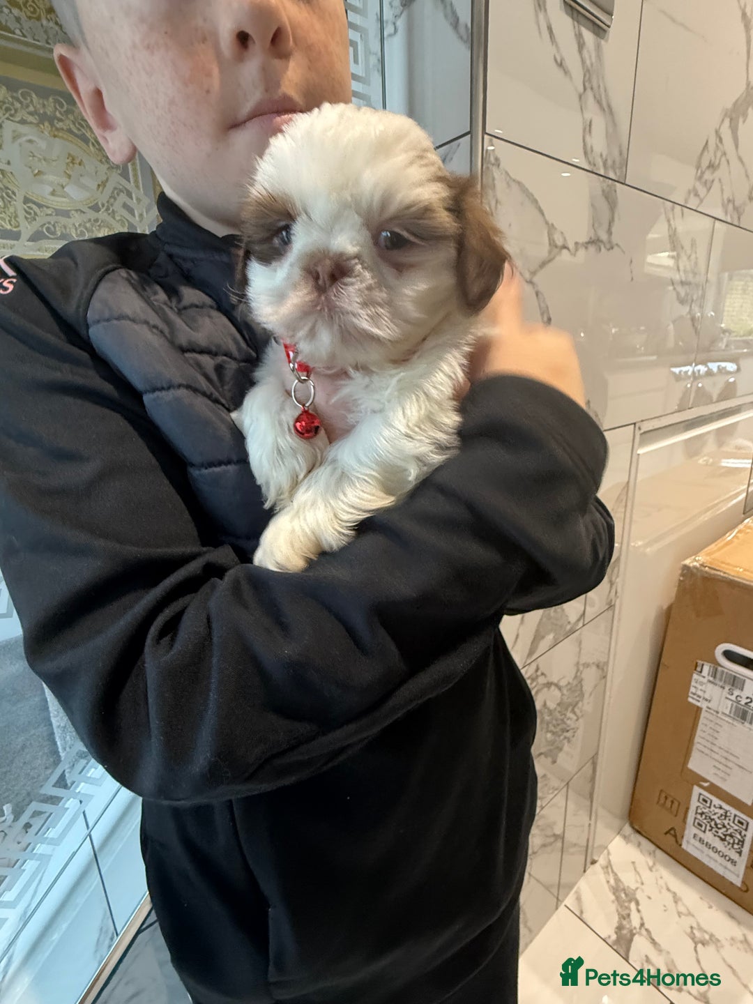 Shih Tzu dogs for sale: IMRERIAL SHIHTZU PUPPIES - Advert 16