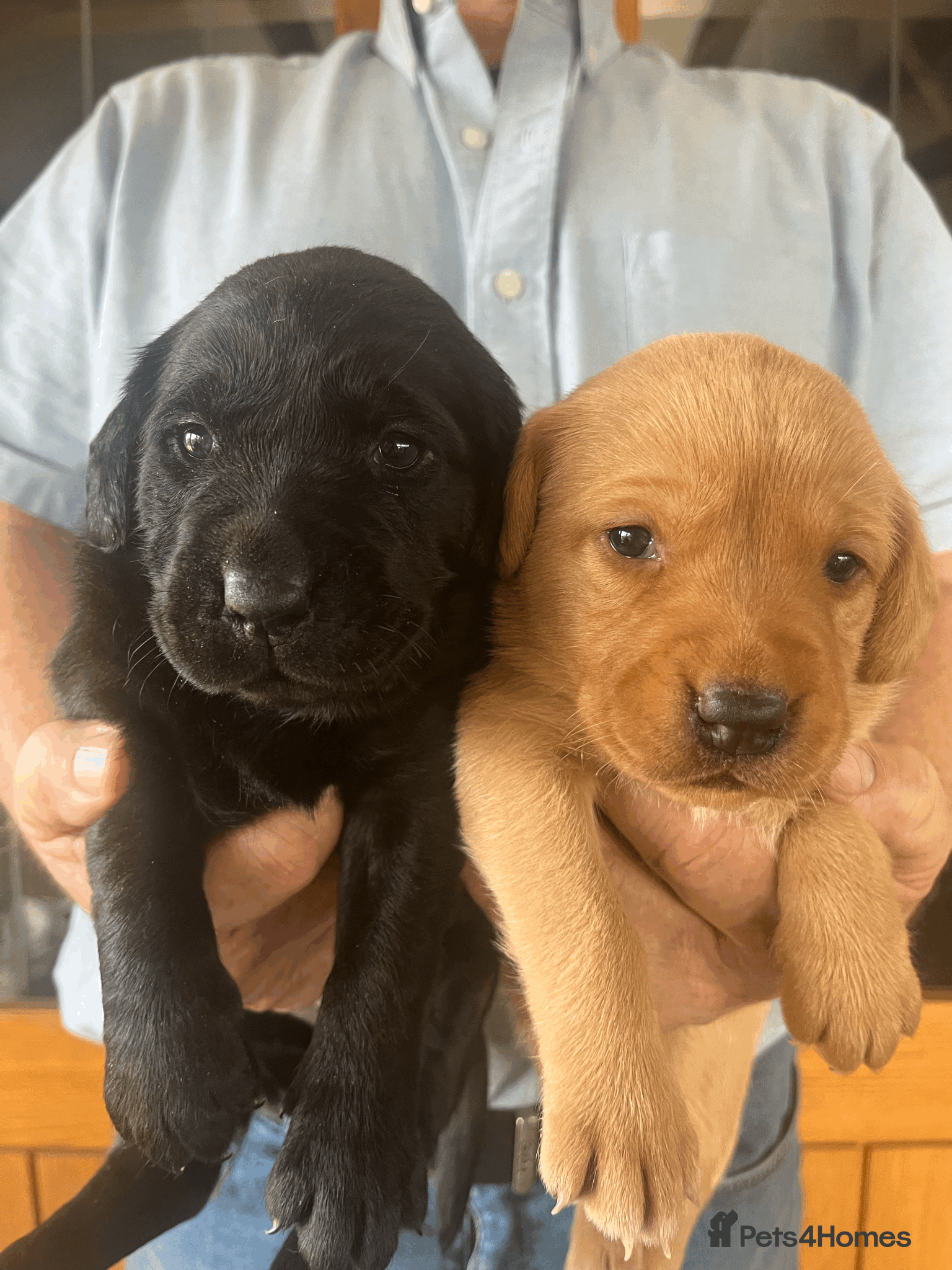 Labrador Retriever dogs Beautiful Labrador Puppies - Advert 2