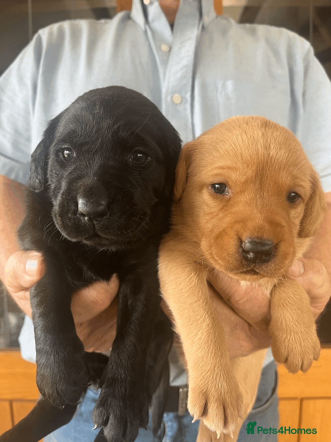 Labrador Retriever dogs for sale: Beautiful Labrador Puppies - Advert 2