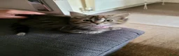 Maine Coon cats for sale: Beautiful maine coon girl in Eastleigh - Advert 6