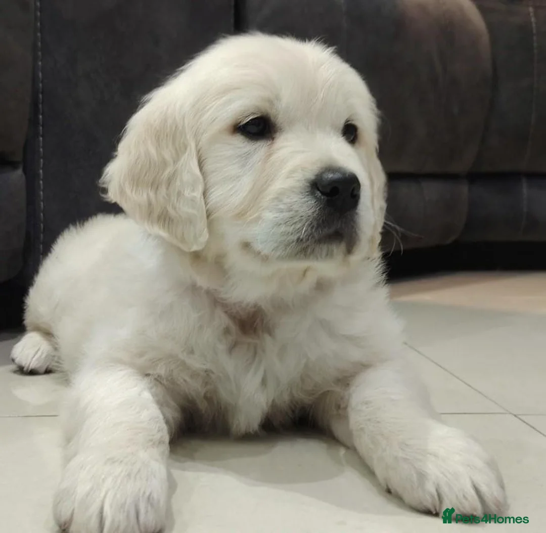 Golden Retriever dogs for sale: ENGLISH CREAM PUPPIES DNA TESTED HEALTH CHECKED - Advert 2
