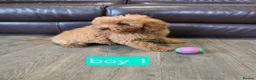 Cavapoo dogs for sale: Adorable F1B Cavapoo puppies for sale  - Advert 4