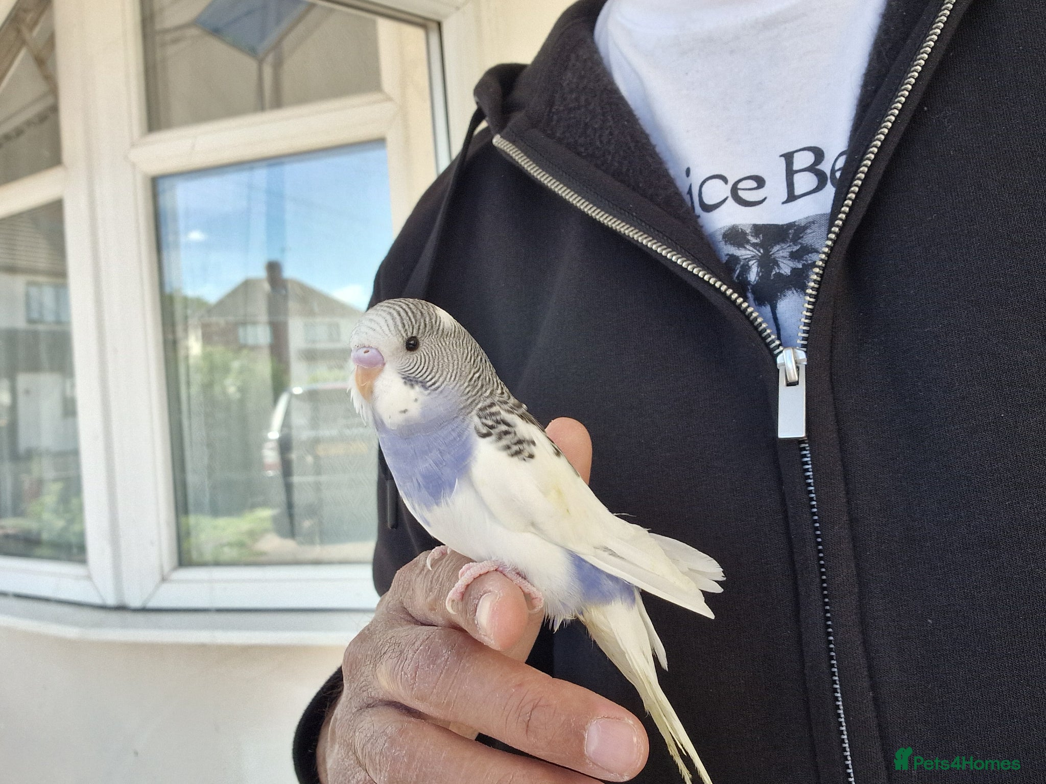 Budgerigars birds Super hand tamed baby budgies for sale  - Advert 14