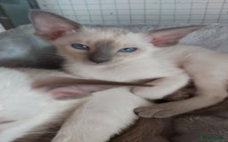Oriental cats for sale: Full Pedigree Oriental 6 Kittens XL size ears GCCF - Image 21