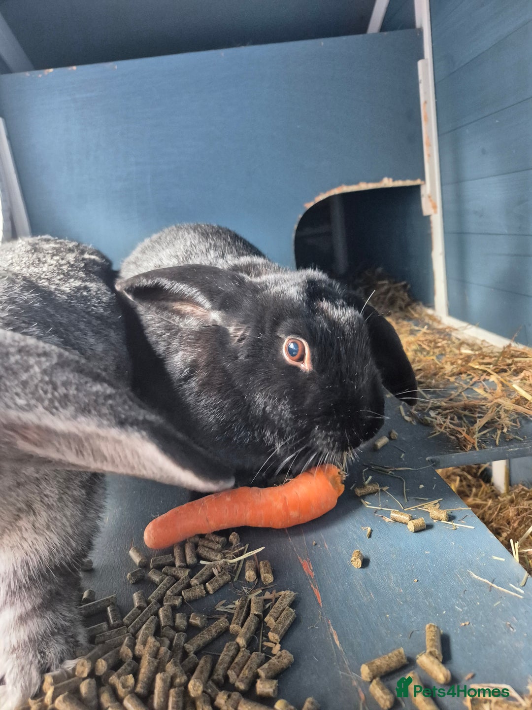 Mixed Breed rabbits for sale: 2 female rabbits need rehoming - Advert 2