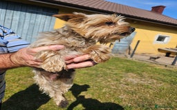 Yorkshire Terrier dogs for sale: For sale - Image 9
