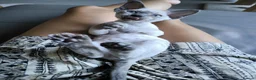 Devon Rex cats for sale: Devon Rex kittens pointed💙blue eyes💙 - Advert 4