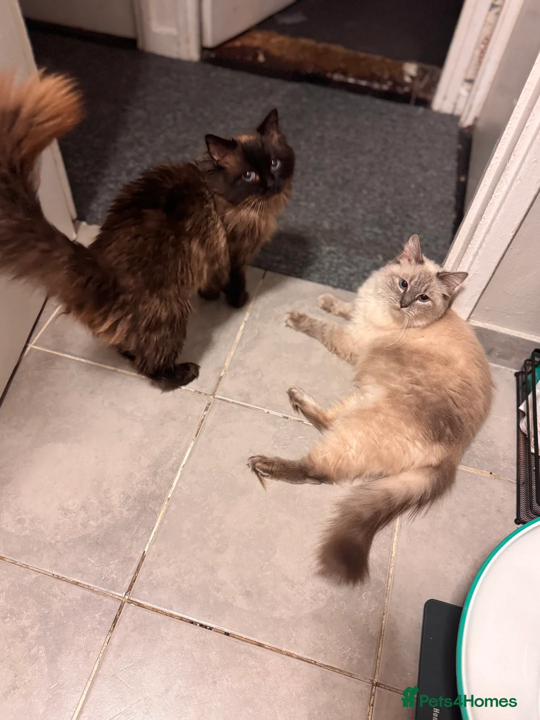 Ragdoll cats for sale: Adult ragdolls  - Advert 1