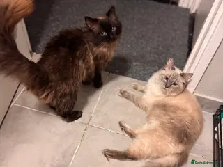 Ragdoll cats Adult ragdolls - Advert 2