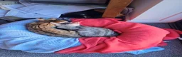 Mixed Breed cats for sale: Bengal and Savannah cross breed in Bournemouth - Advert 6