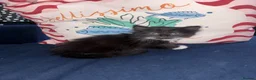 British Longhair cats for sale: Fluffy kittens for sale  - Advert 1