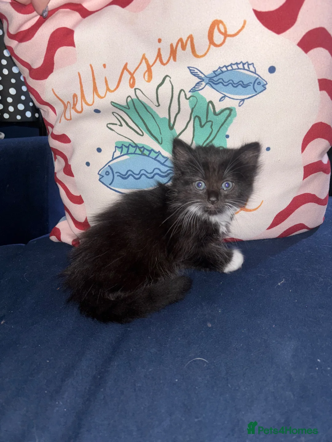 British Longhair cats for sale: Fluffy kittens for sale  - Advert 1