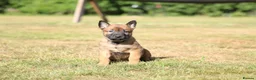 Belgian Shepherd Dog dogs for sale: Belgian Malinois/dutch herder  in Nantwich - Advert 9