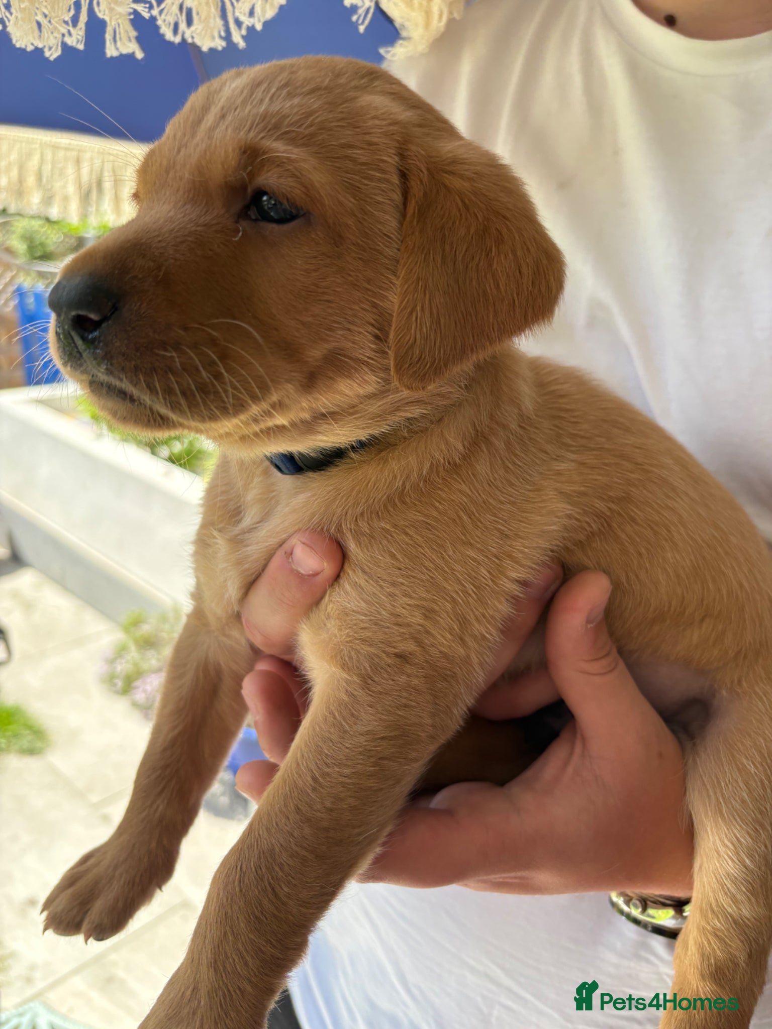 Labrador Retriever dogs Beautiful Labrador puppies - Advert 2