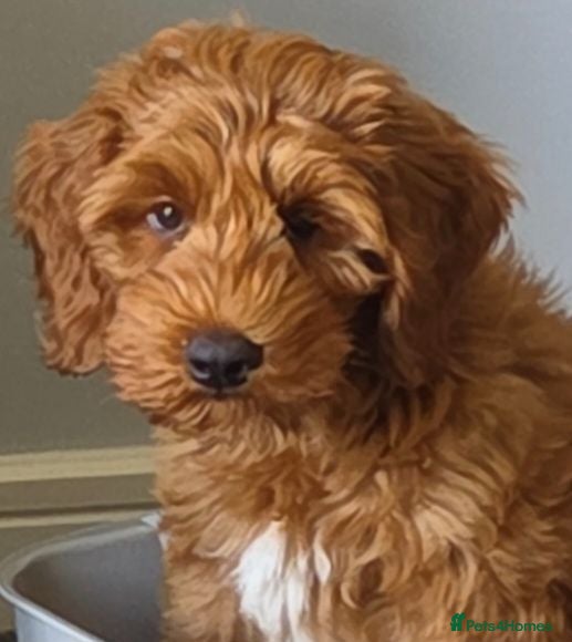 Australian Labradoodle dogs Red Full Australian Labradoodle fully vaccinated  - Advert 5
