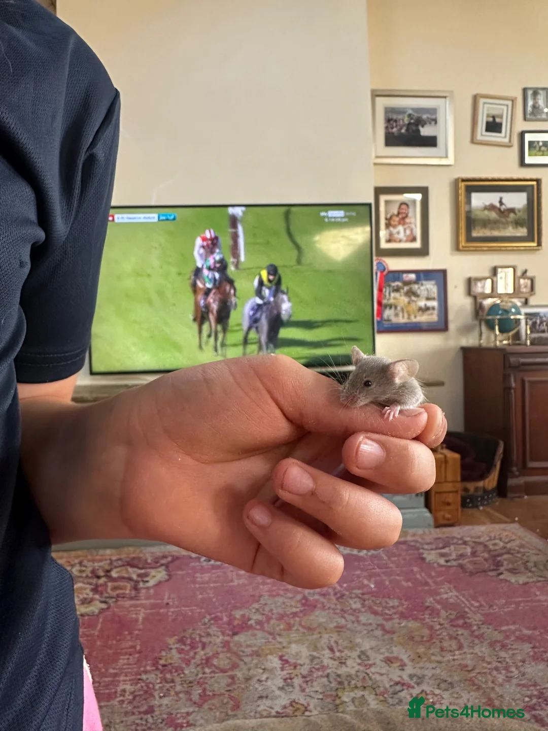 Mouse rodents for sale: Pet mice for sale  in Lynton - Advert 5