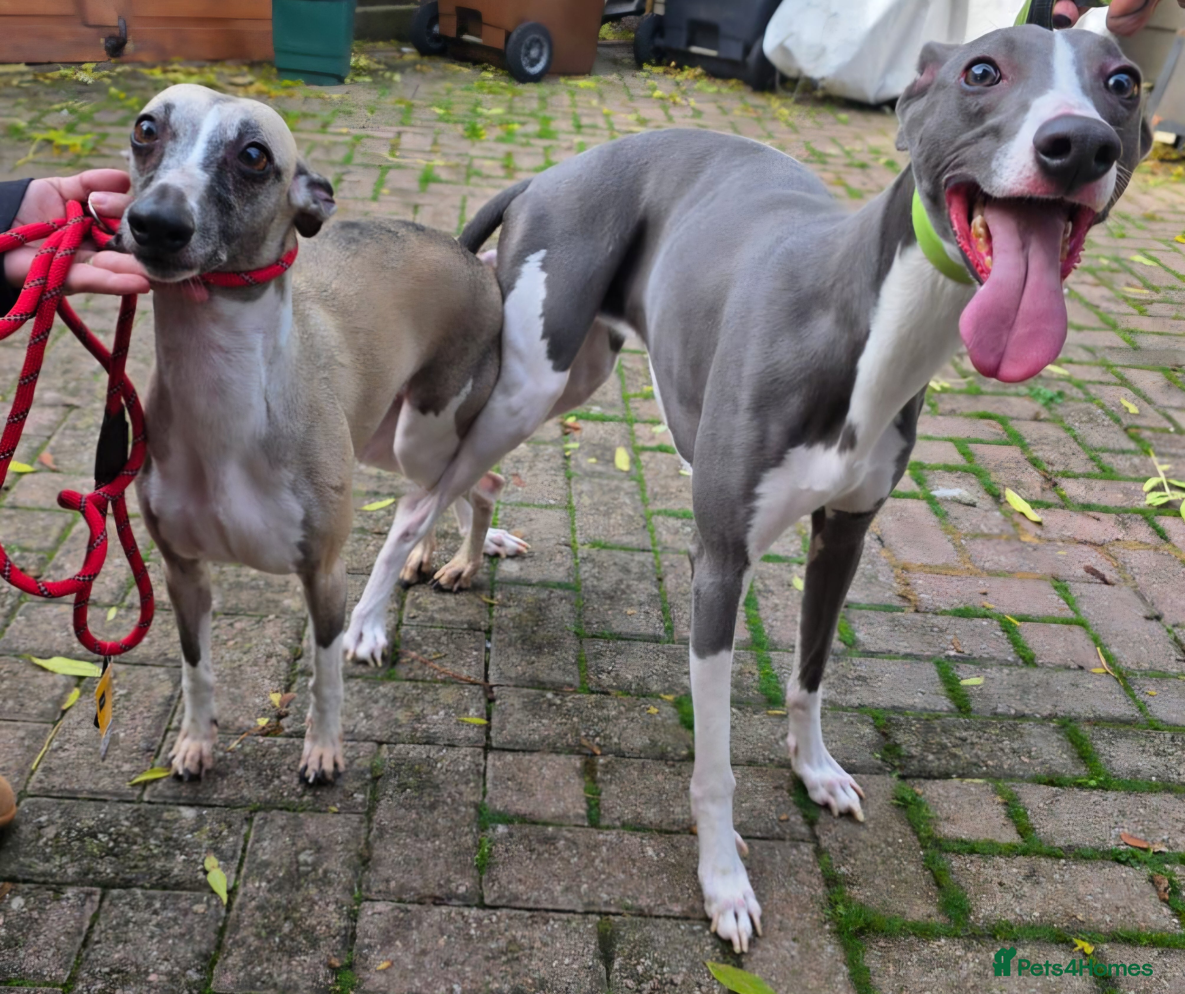 Whippet dogs READY NOW kc reg blue whippet puppies - Advert 4