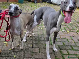 Whippet dogs READY NOW kc reg blue whippet puppies - Advert 4