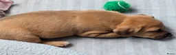 Mixed Breed dogs for sale:  ADORABLE PUPPIES LOOKING FOR THEIR FOREVER HOMES - Advert 5