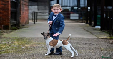 Fox Terrier dogs Smooth fox terrier litter due November!  - Advert 5