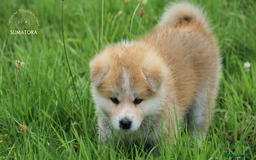 Japanese Akita Inu dogs for sale: ♥OUR PUPPIES ARRIVED♥ in Builth Wells - Image 24