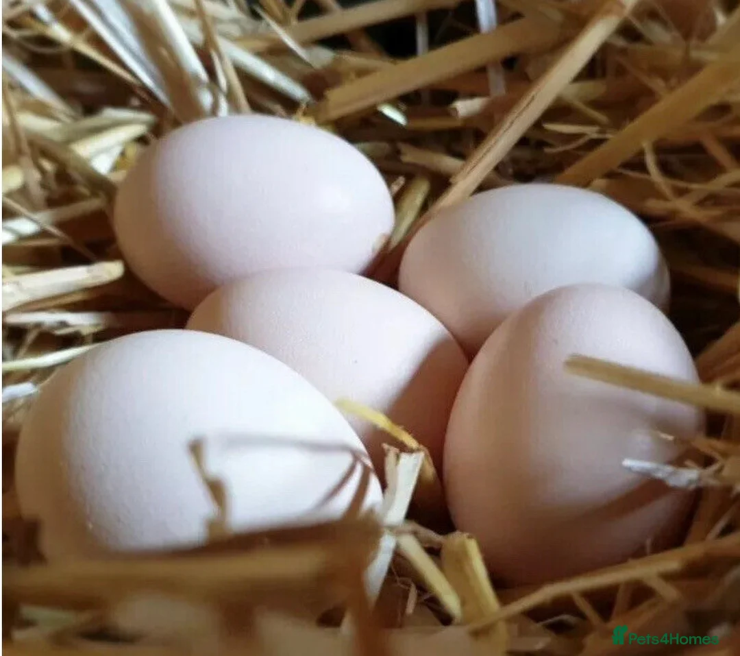 Chickens poultry for sale: 6x Silkie USA Hatching Eggs - Fast Shipping 🥚🐣🐥 - Advert 13