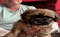 Zuchon dogs for sale: Zuchon pups - Image 11