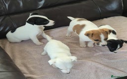 Jack Russell dogs for sale: jack russell pups - Image 5