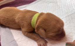 Labrador Retriever dogs for sale: KC Reg ‘Fox Red’ Labrador Retrievers  - Image 16