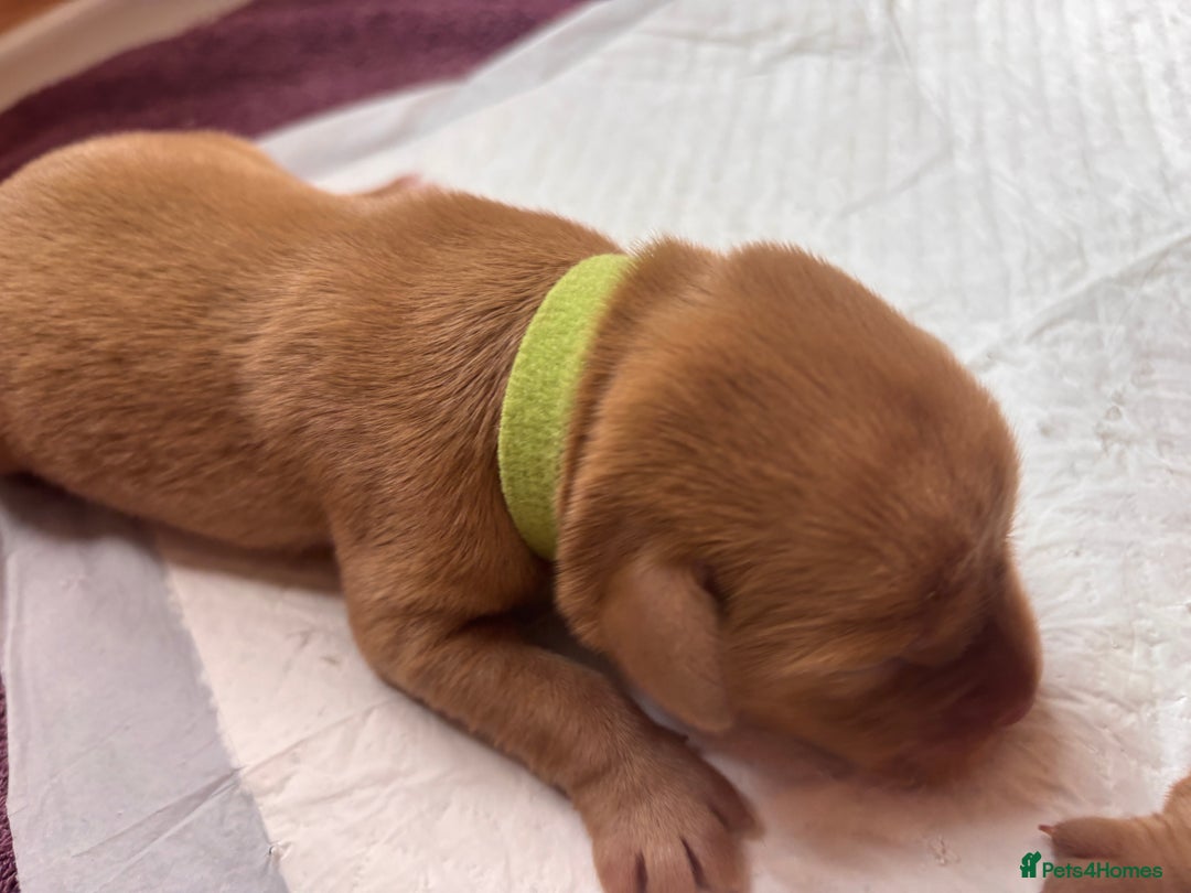 Labrador Retriever dogs for sale: KC Reg ‘Fox Red’ Labrador Retrievers  - Image 16
