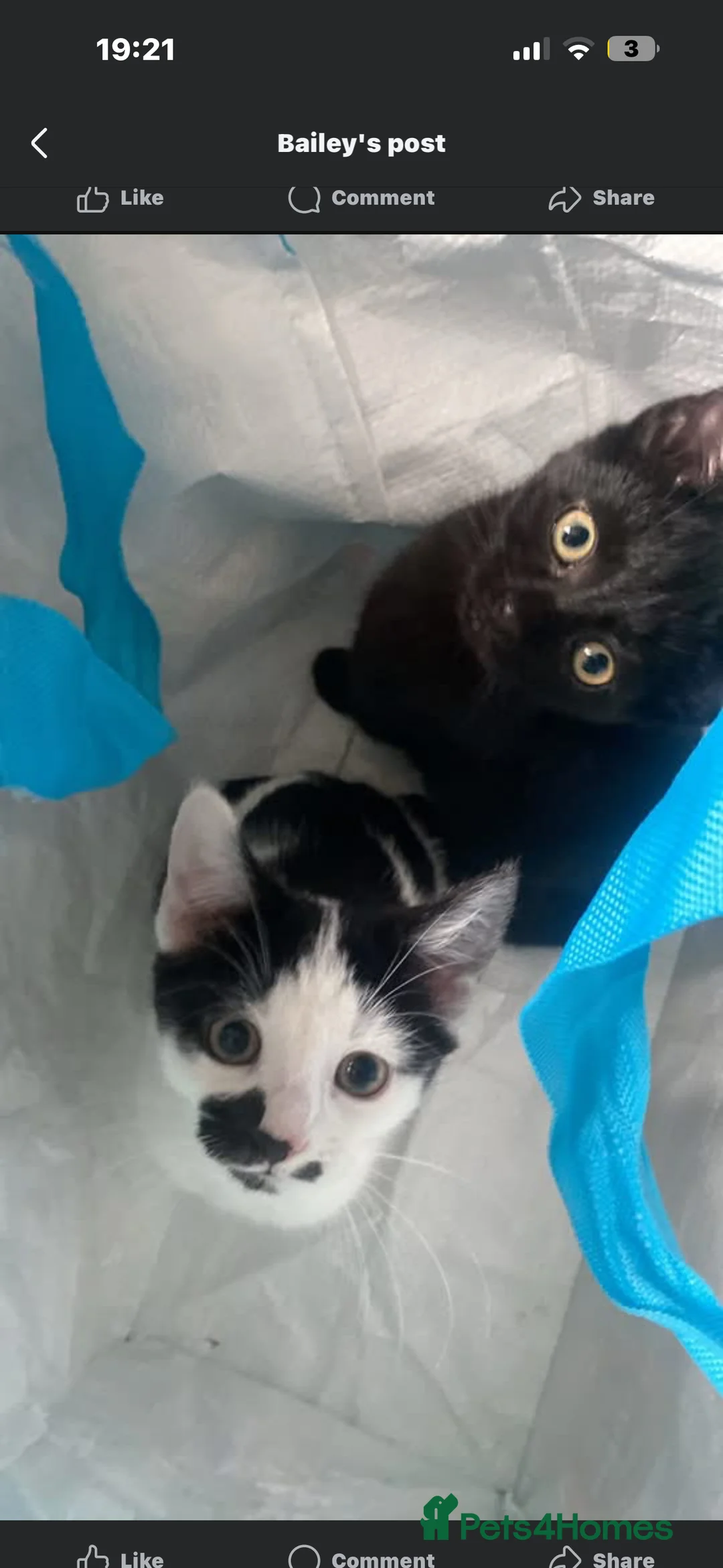 Mixed Breed cats for sale: Black Kitten With Accessories - Advert 2