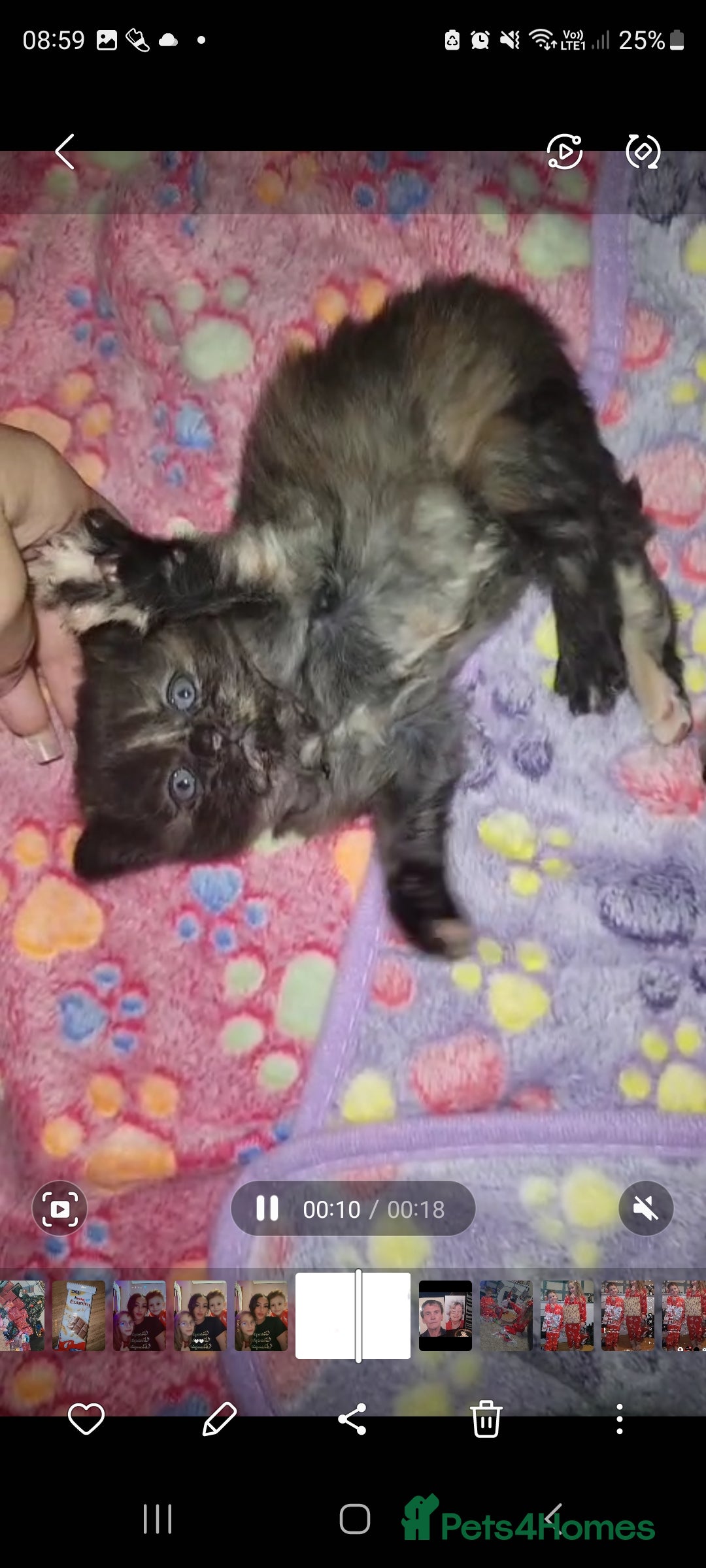 Mixed Breed cats for sale: Beautiful mixed kittens  - Advert 2