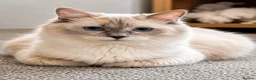 Ragdoll cats for sale:     GCCF pedigree  Cream Ragdoll Boy – Ready Now! - Advert 7